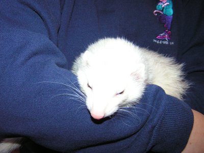 ./2005/Ferrets/thumbferrets
